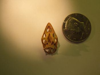 Media type: image;   Herpetology R-18364